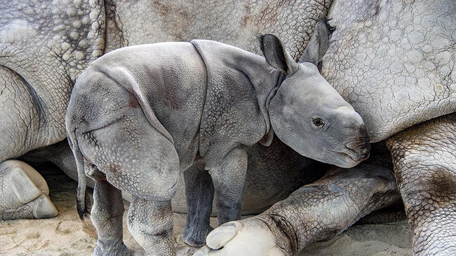 Rinoceronte de espécie rara foi concebido por meio de inseminação artificial FOTO Ron Magill - Zoo Miami