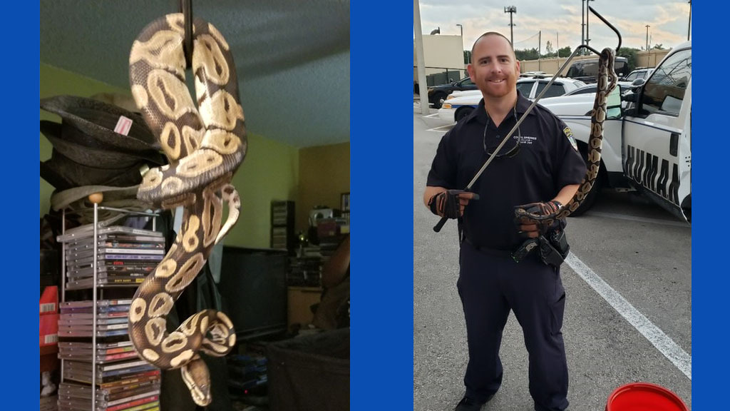 Cobra encontrada em vaso sanitário em Coral Springs (Foto Cortesia Coral Springs Fire Dpt)