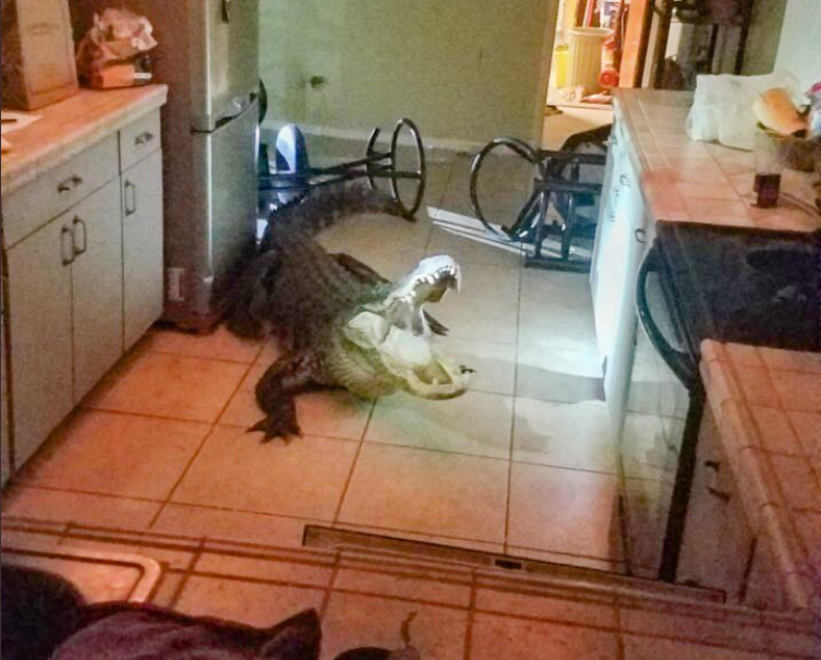 Jacaré estava na cozinha de uma casa em Clearwater Beach (Foto: Clearwater Beach Police Department)