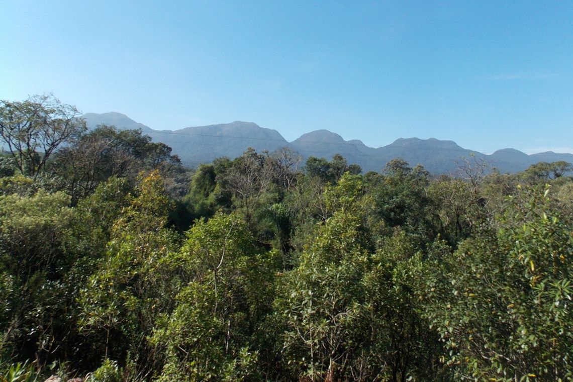 Mata Atlântica está sendo preservada no Brasil (Foto: Agência Brasil)