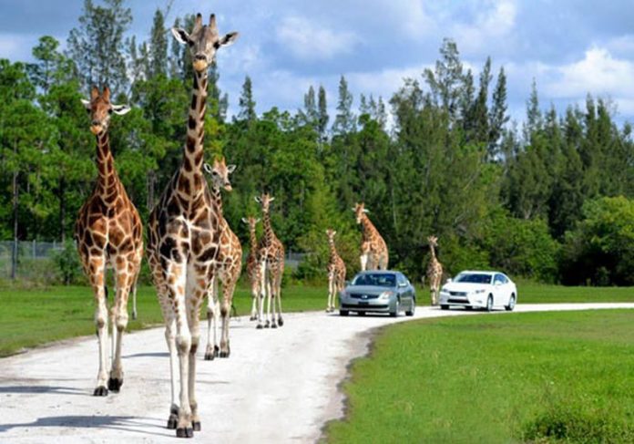 Girafas caminham entre os visitantes do zoológico (Foto Lion Country Safari)
