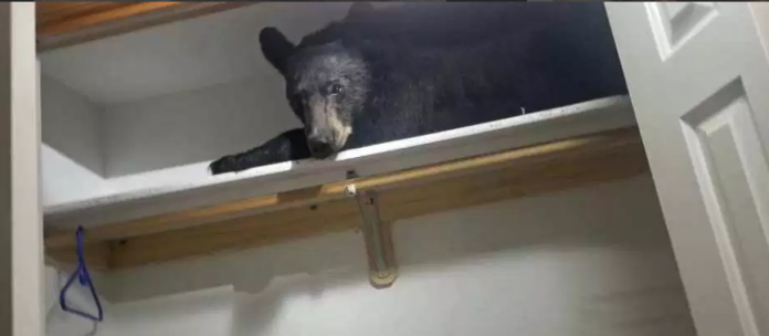 Urso foi encontrado dentro de closet em Montana (Foto Missoula County Sheriff's Office)