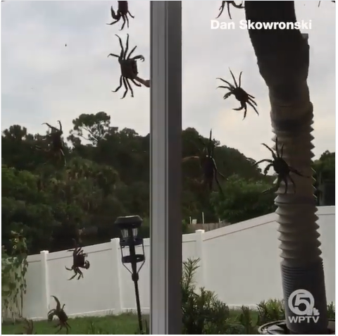 Caranguejos invadem casa de morador em Port Saint Lucie (FL) (Imagem cedida por Dan Skowronski à WPTV)