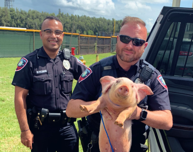 Porco foi encontrado rondando a vizinhança (Foto divulgada pela polícia de Pembroke Pines)