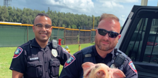 Porco foi encontrado rondando a vizinhança (Foto divulgada pela polícia de Pembroke Pines)
