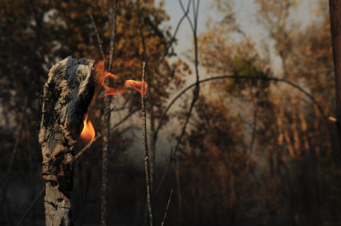 Incêndio na Floresta Nacional de Brasília Investigações mostram que o grupo já derrubou e tocou fogo em mais de 5 mil quilômetros de mata (Foto: Pedro Ventura/Agência Brasília/Flickr)