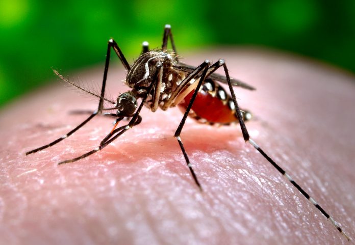 O mosquito Aedes aegypti é o transmissor da dengue, febre amarela, chikungunya e zika (Foto: James Gathany - Centers for Disease Control)