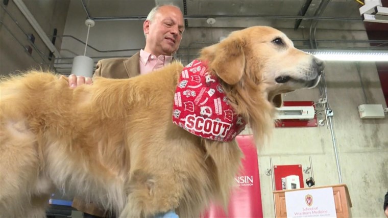 O golden retriever Scout foi salvo depois de diagnósticado em estado terminal (Foto: Reprodução Youtube)