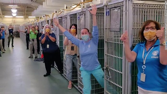 Voluntários e funcionários de abrigo comemoram o grande número de adoções em tempos de pandemia (Foto Palm Beach County Animal Care)