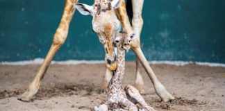 Busch Gardens celebra nascimento de girafa