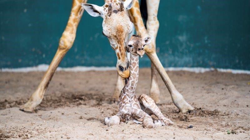 Busch Gardens celebra nascimento de girafa