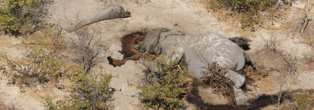 Cadáver de elefante adulto próximo a poça d’água (Foto: Elephants Without Borders)