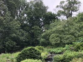 Jardim Botânico de New York, que reabrirá no dia 28 de julho (Foto: Sandra Colicino)