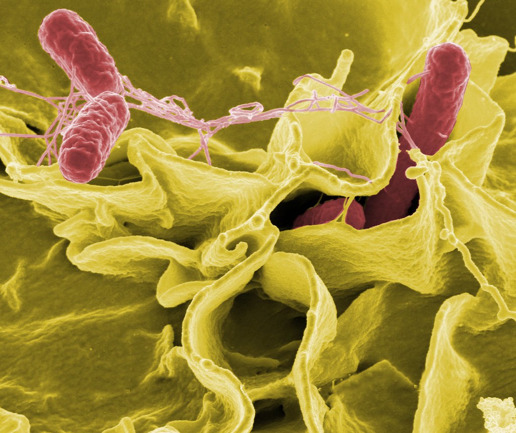Salmonella (Foto: flickr)