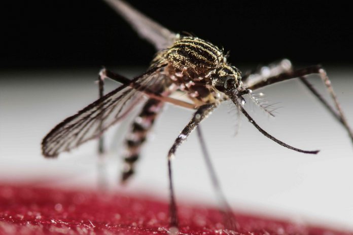 O Aedes aegypti também é o transmissor do Zika, Chikungunya e outras doenças (foto: Wikimedia)