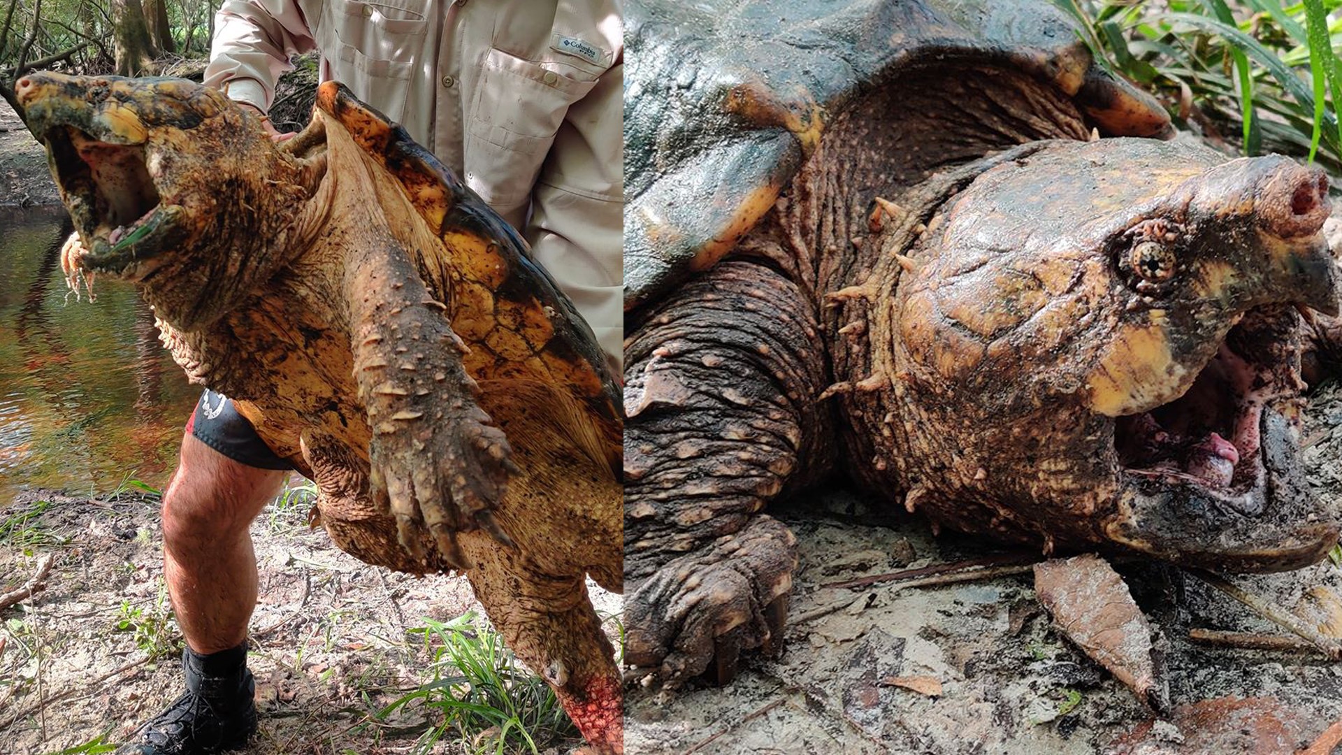 Os pesquisadores ficaram surpresos aos encontrarem os animais nas redondezas do New River, devido à baixa produtividade biológico do rio. (foto: FWC)