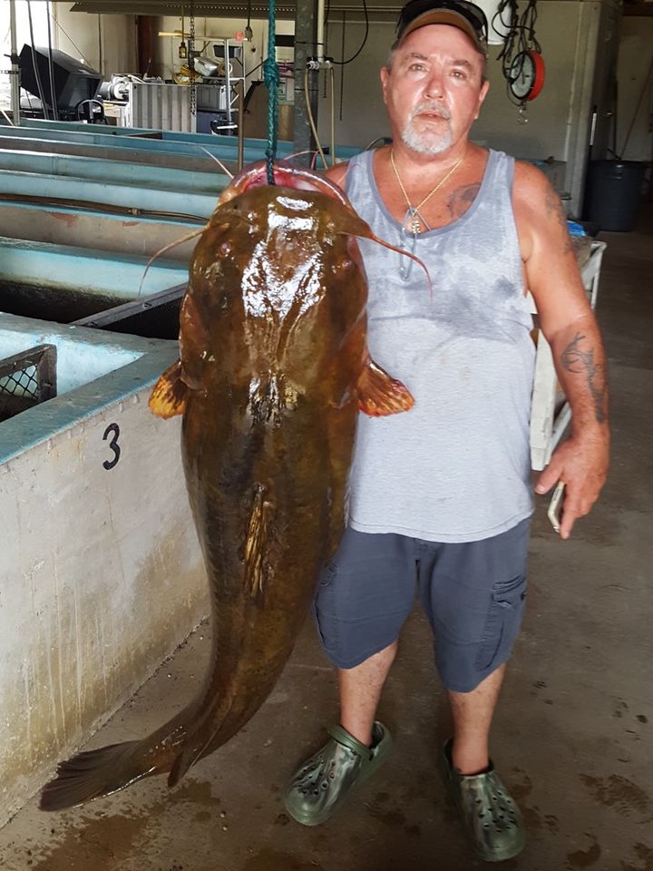 O peixe de 69,9 libras e 48,5 polegadas de comprimento foi pescado no Yelllow River (foto: Faebbok FWC)