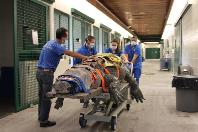 Bob sendo levado pelos veterinários para a sala de cirugia (foto: University of Florida’s College of Veterinary Medicine, twitter )