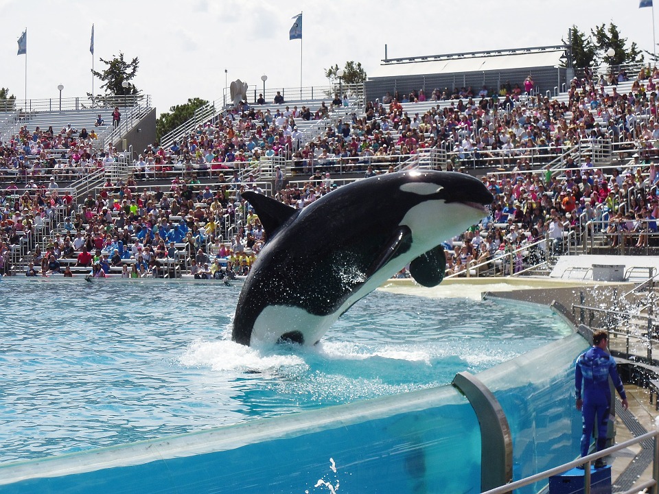 Apresentação com a baleia Orca, SeaWorld® Orlando (foto: pixabay)