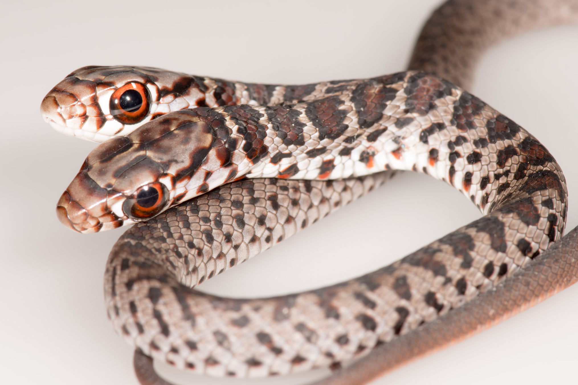 Featured image of post Imagens De Cobras De Duas Cabeças - Cruzamento milimétrico de ricardo esgaio para o médio, que foge à marcação para finalizar de cabeça.