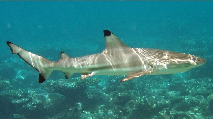 O tubarão black tip é conhecido pela pinta negra na barbatana (foto: wikimedia)