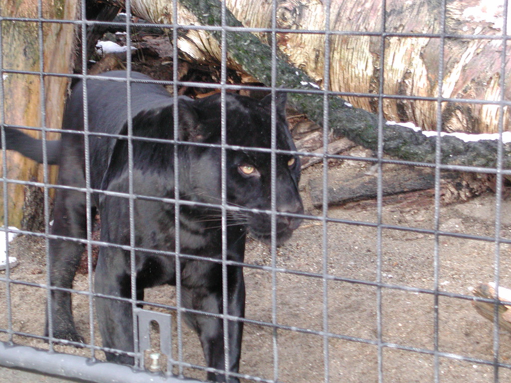 Leopardos pretos são considerados animais raríssimos (foto: flickr)