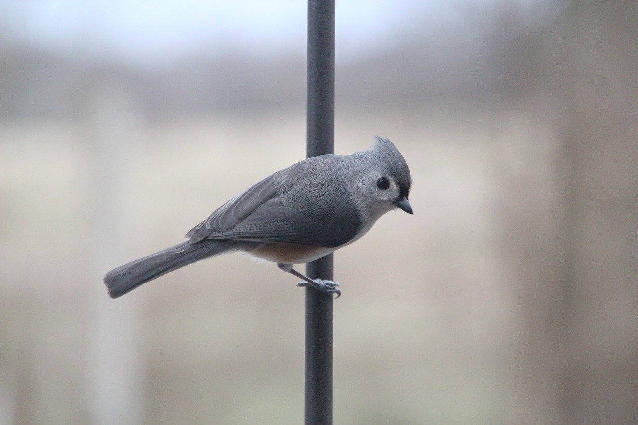 As aves nos EUA são protegidas pelo tratado de 1918 - Migratory Bird Treaty Act (foto: pixabay)