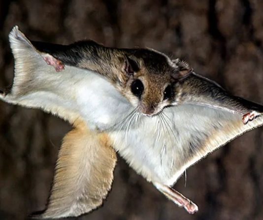 Os esquilos voadores são protegidos por lei estadual sobre animais exóticos (oto: FFWCC)