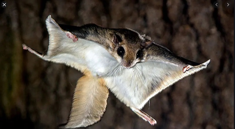 Os esquilos voadores são protegidos por lei estadual sobre animais exóticos (oto: FFWCC)