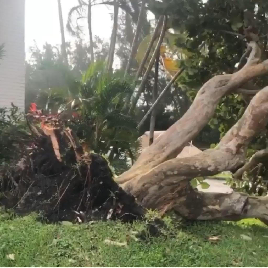 A força dos ventos derrubou uma árvores em Pompano Beach (foto enviada ao AcheiUSA por uma leitora)