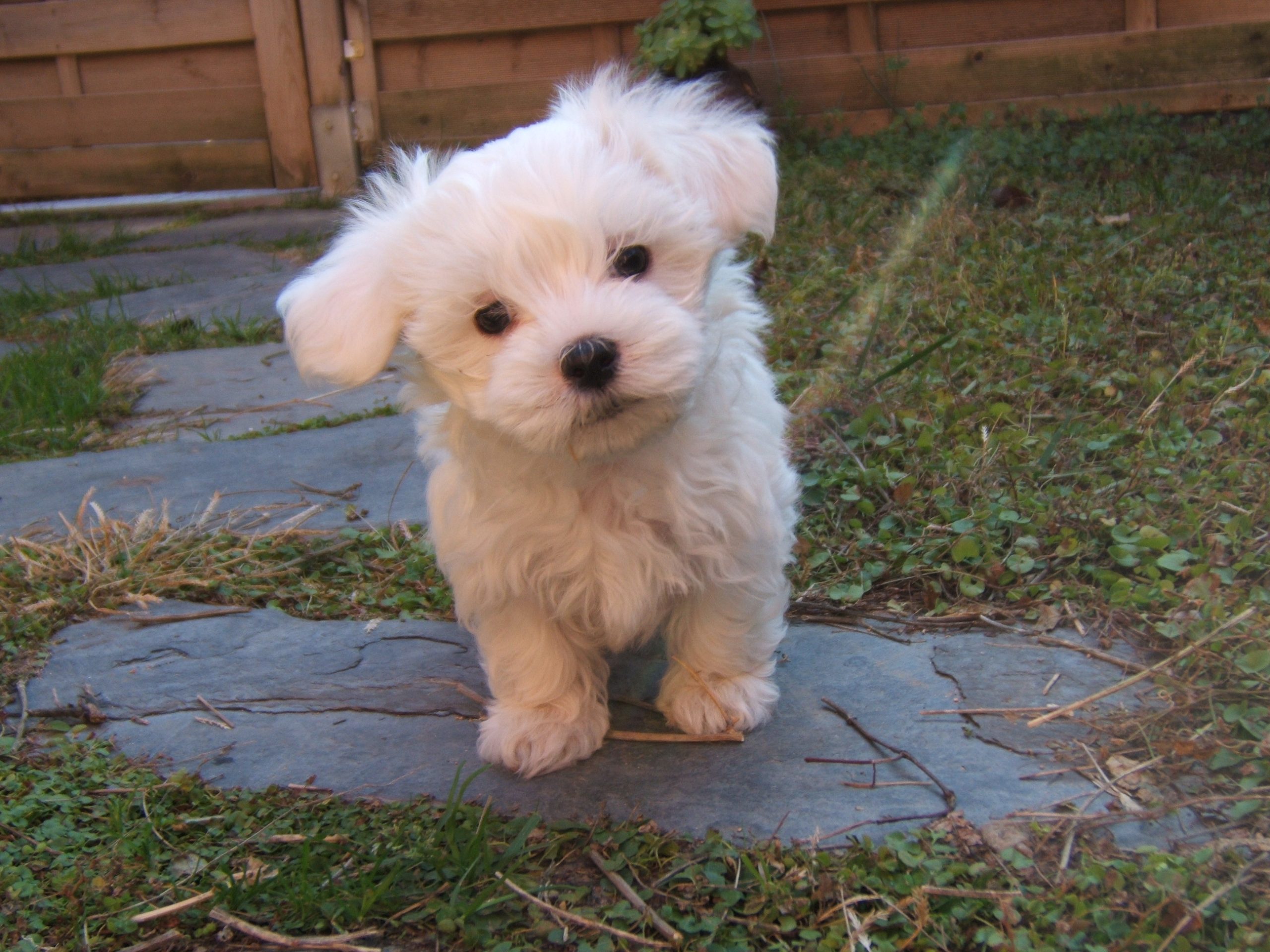 O cachorrinho tem dois meses e meio de vida e é da raça maltês (foto: wikimedia)