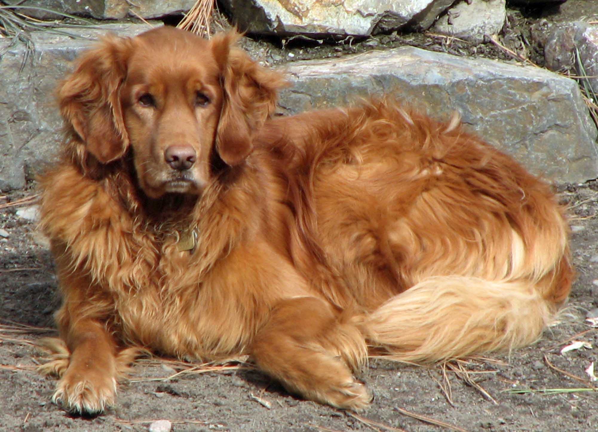 Além da China, a ONG já resgatou golden retrievers da Turquia e de Porto Rico (foto: flickr)