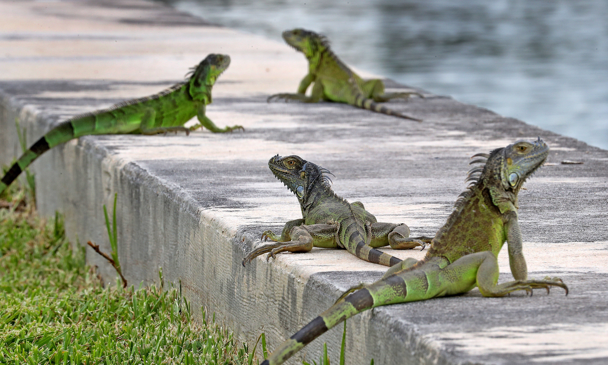 Invasão de iguanas no Sul da Flórida preocupa moradores (Foto: SunSentinel)