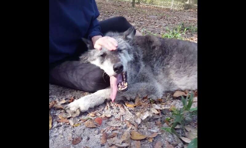 O lobo Solomon e uma voluntária do santuário Big Oak Wolf Rescue and Sanctuary (foto: FB)