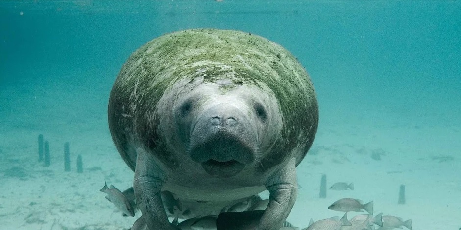 Manatee foi encontrado no condado de Citrus, na região centro-oeste da FL (foto: Pixabay)