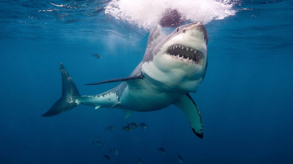 10 pessoas morreram en 2020 após serem mordidas por tubarões (foto: pixabay)