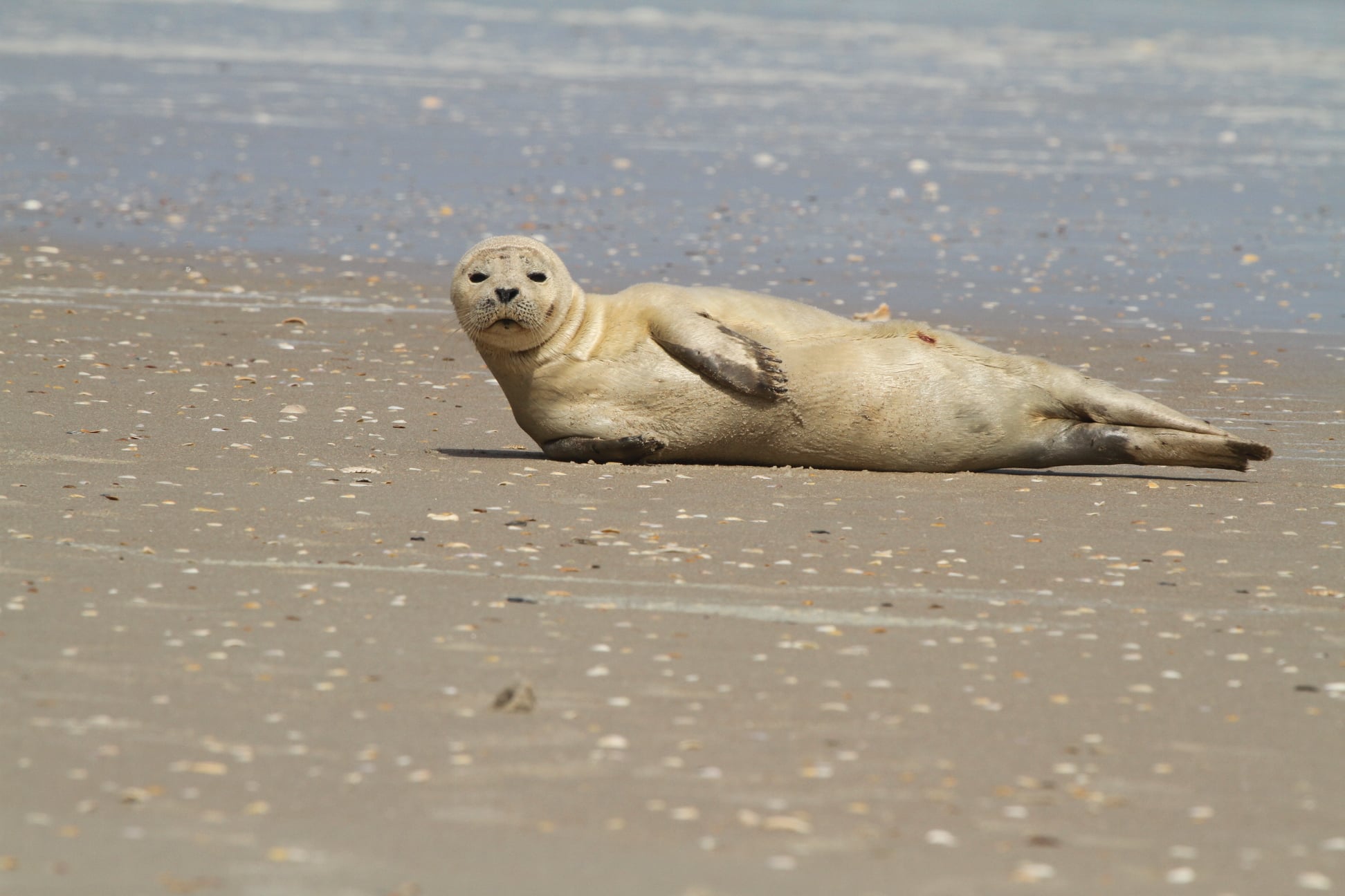 Mamífero foi visto descansando na areia da praia de Ponte Vedra Beach, em Jacksonville (foto: NOAA)