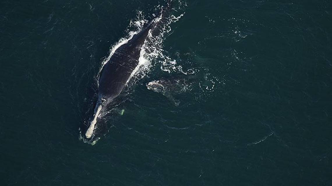 A baleia Infinity, de 19 anos, e seu filhote fotografados em janeiro em Amelia Island, Flórida (foto: NOAA)