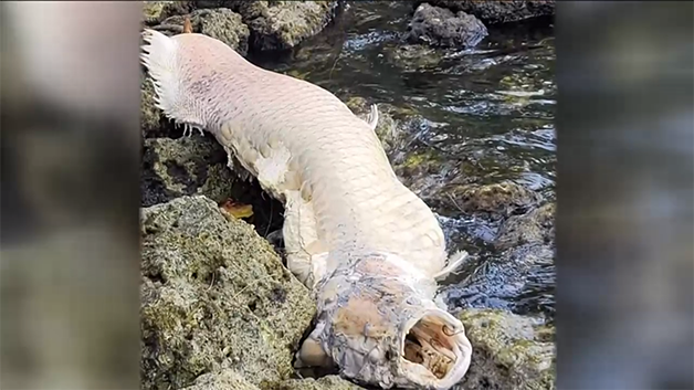 O Pirarucu de tamanho médio encontrado em Rio da Flórida (foto: FWCC)