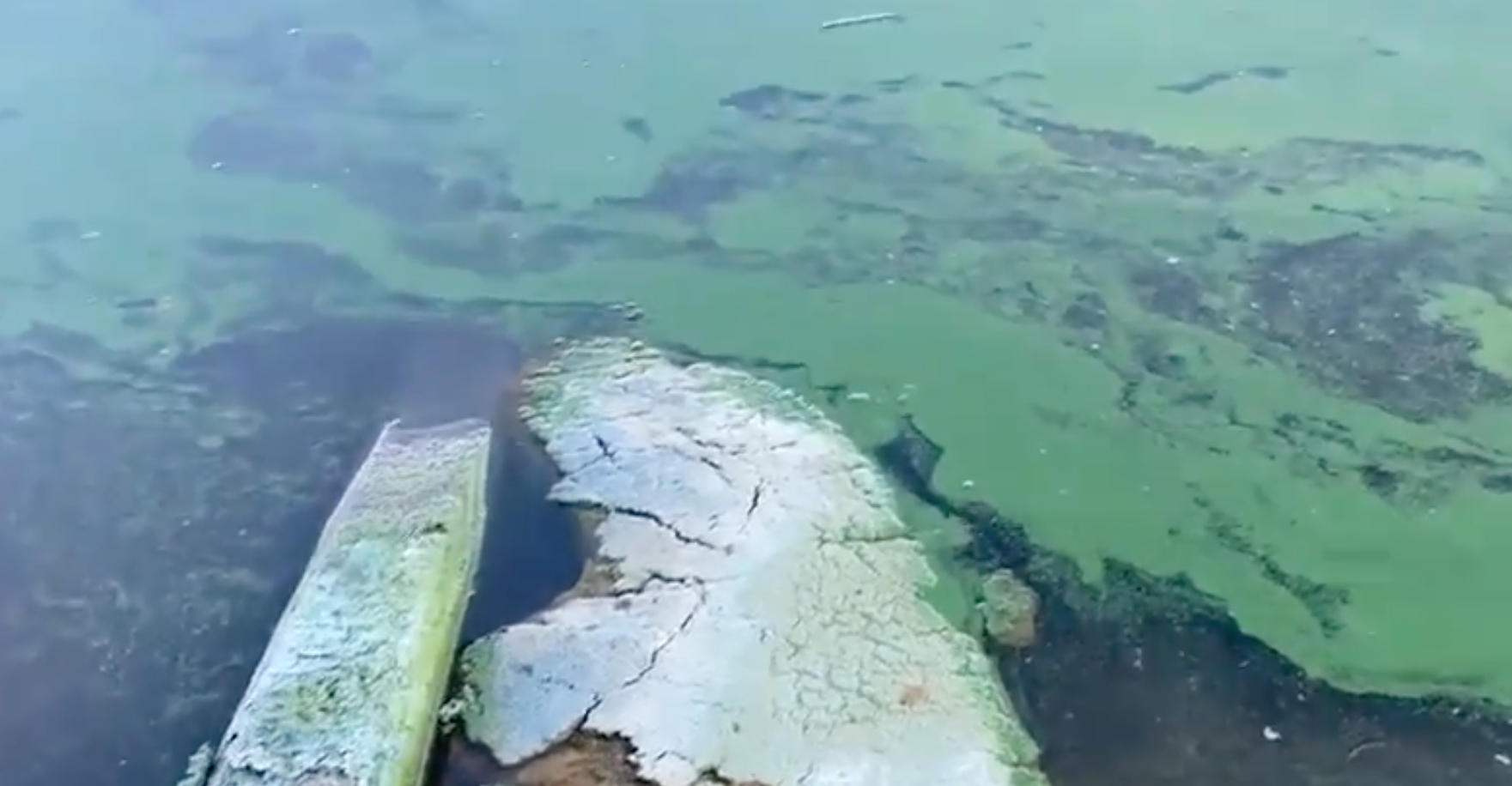 A alga tóxica Blue-green algae no Lago Okeechobee em Pahokee, FL (foto: Twiter)