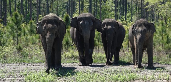 Pelo menos mais oito elefantes serão recebidos pelo local, assim que áreas adicionais forem concluídas (foto: Facebook White Oak Conservation)