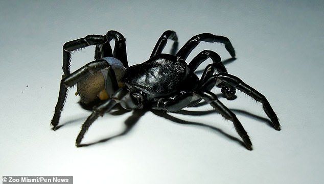 Aranhas desse tipo podem viver até 40 anos (foto: Wikimedia)