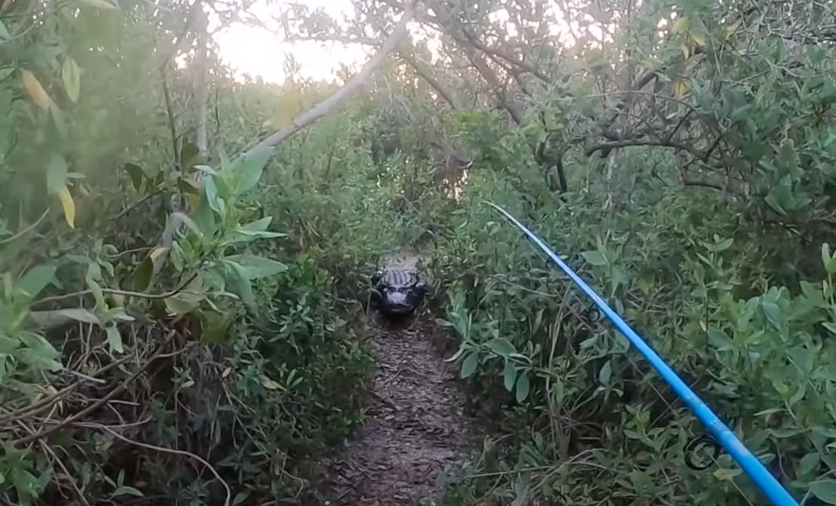 Pescador foi perseguido pelo réptil pela mata (foto: reprodução YouTube)