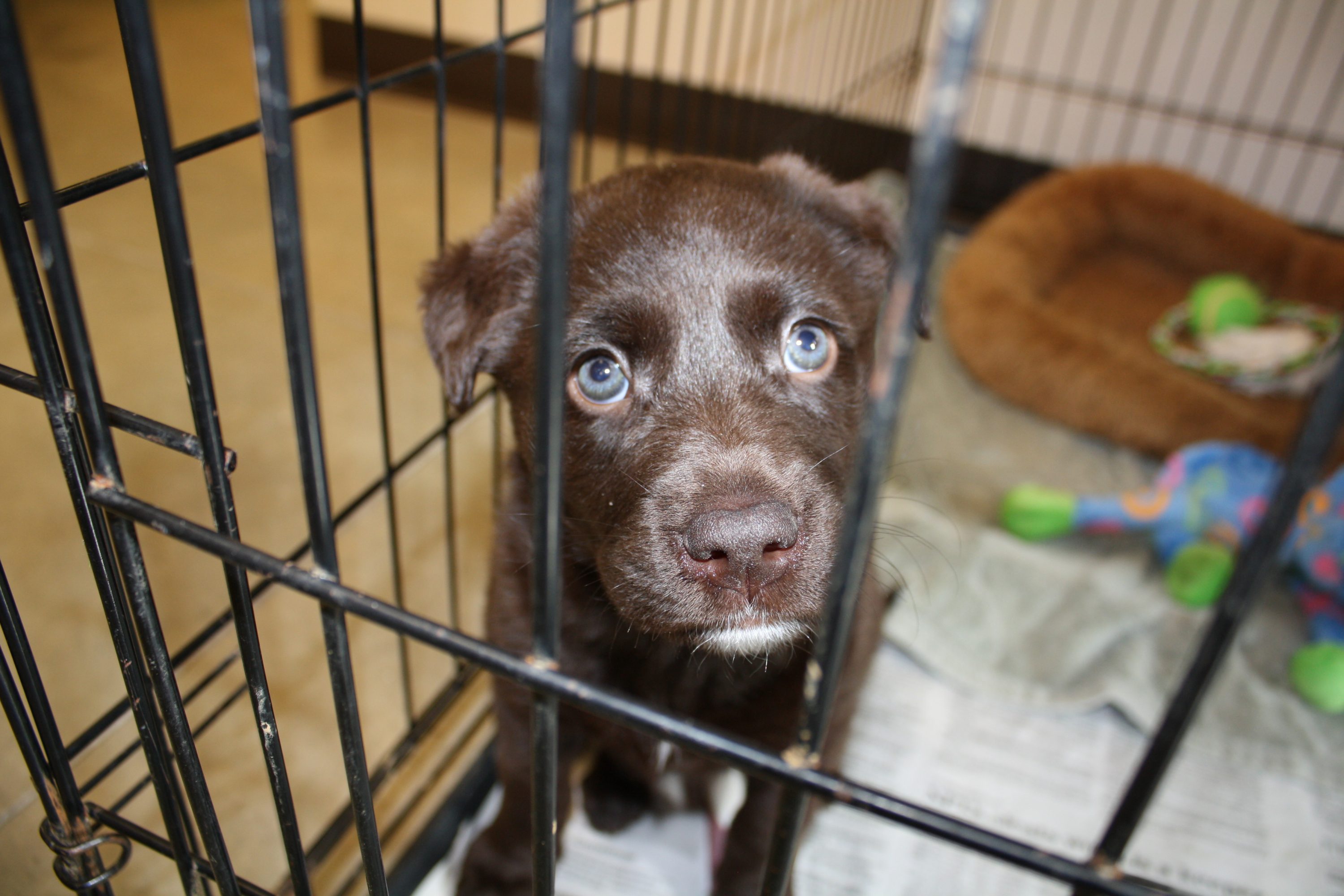 Pelo menos 275 cães e gatos estão à espera de um lar no Broward County Animal Care (foto: pixabay)
