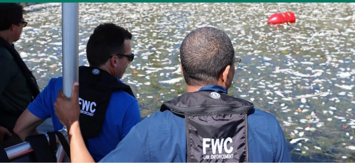 Agentes do Floris Fish and Wildlife Conservation Commission (FWC) observam a mortandade de peixes na baía de Tampa Bay (foto: FWC)