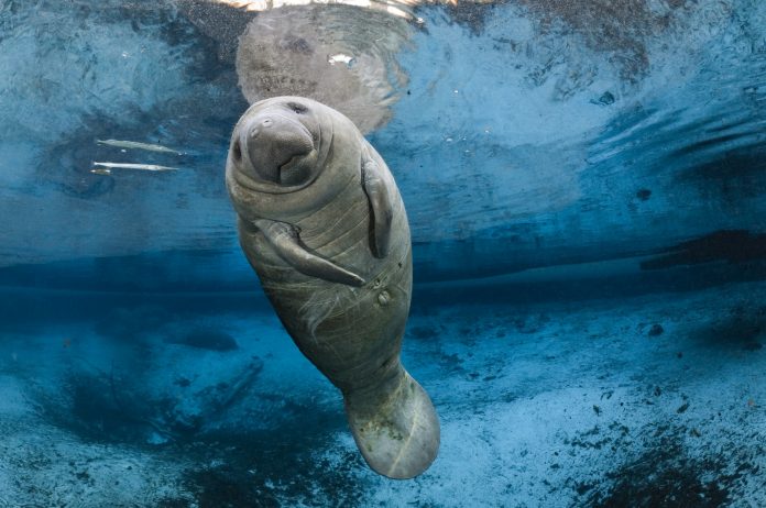 Ambientalistas pedem que o animal volte a ser classificado como 'em perigo' de extinção (foto: Flickr)
