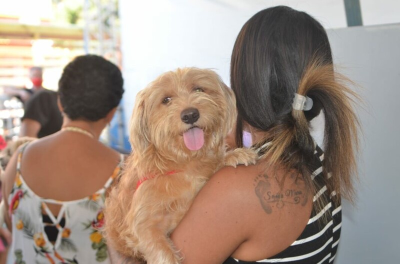 Cães receberam insulina em vez de vacina (Foto: Divulgação/Prefeitura da Magé)