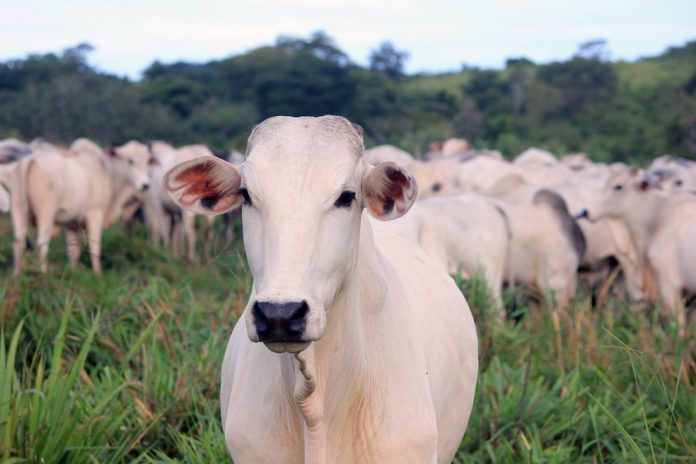 Casos de vaca louca são atípicos e estão prejudicando as exportações brasileiras (Foto: Ministério da Agricultura)