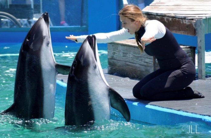 Mortes aconteceram em 2019 e 2020 e foram denunciadas no início desta semana (foto: Miami Seaquarium-Yelp)