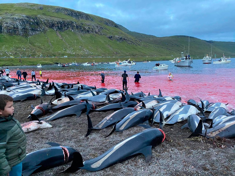 Imagens de golfinhos mortos rodaram o mundo (Foto: Sea Shepherd Conservation Society)